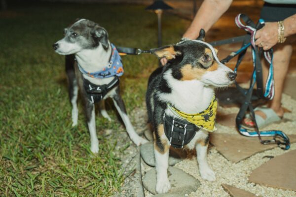 LeavesofChange2025_WID_131