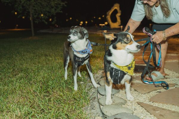 LeavesofChange2025_WID_132